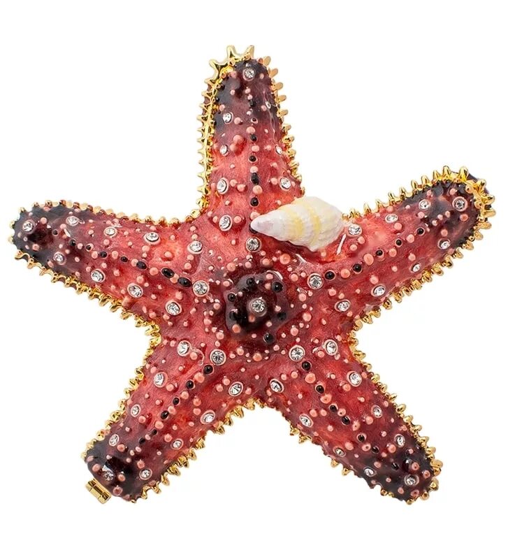 Морская звезда. Морская звезда маленькая. Иглокожие. Пятиконечная морская звезда.