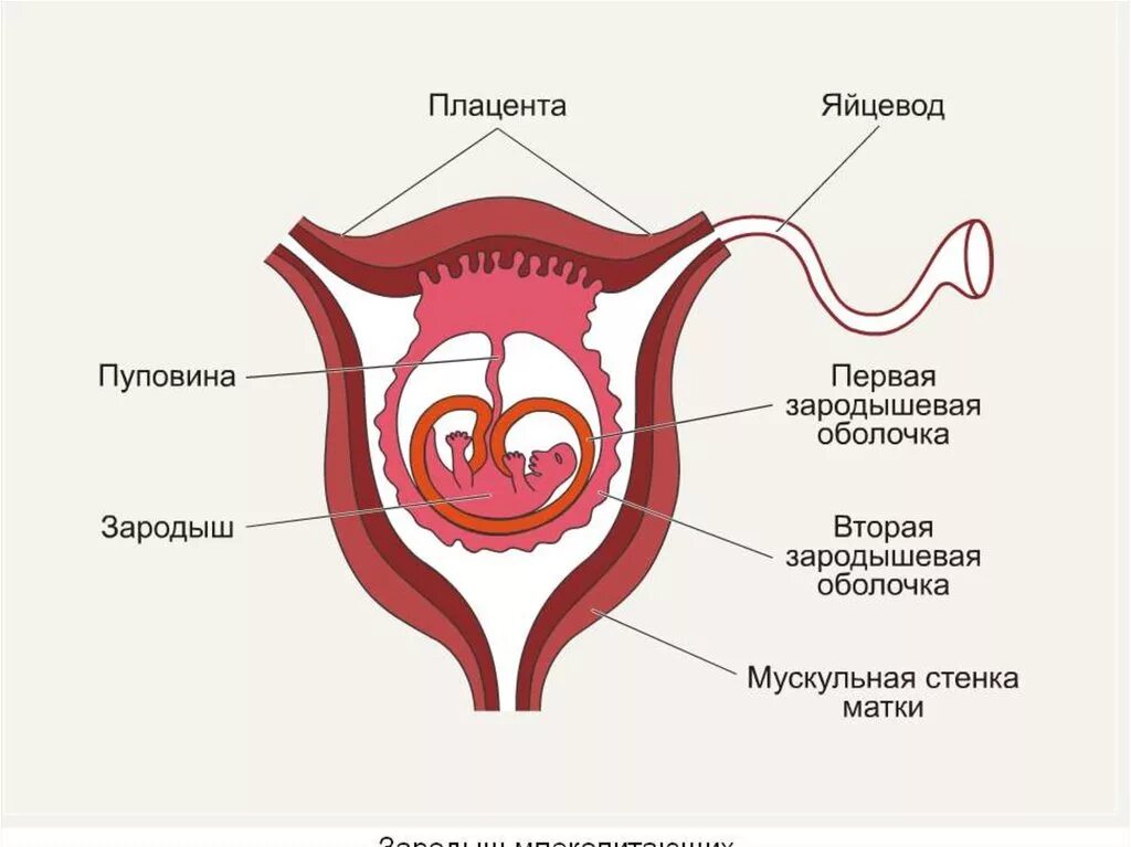 Строение зародыша в матке. Зародыш в матке млекопитающих. Схема строения матки млекопитающих. Строение матки плацента.