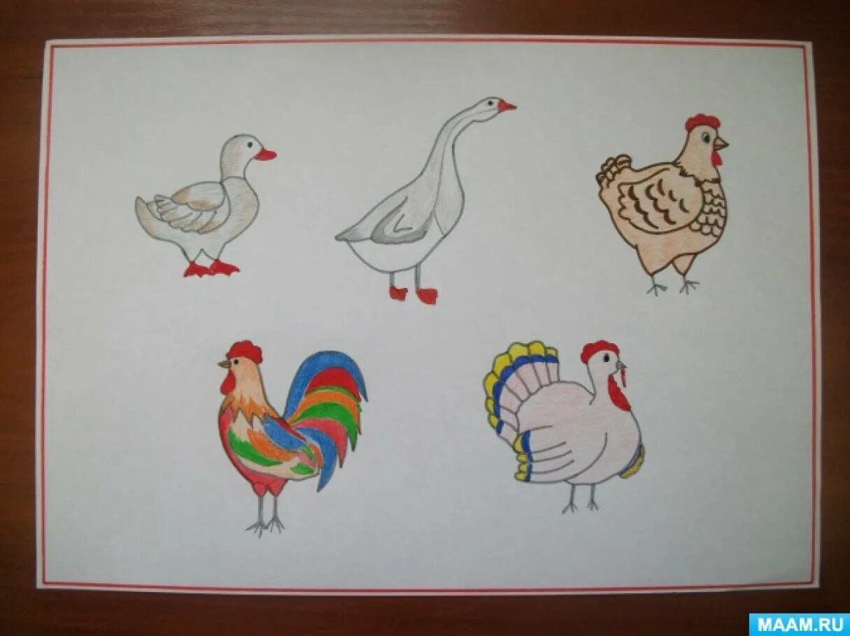 Рисование в старшей группе на тему домашние птицы. Рисование домашних птиц в средней группе. Рисование для детей домашние птицы старшая группа. Рисование домашняя птица младшая группа.