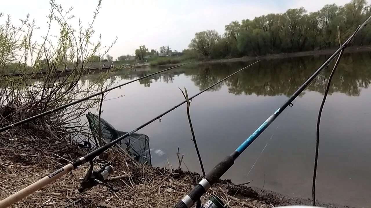 Ловли воронеж. Дон Шилово Воронеж. Погоново озеро Воронеж рыбалка. Дон Шилово рыбалка. Рыбалка на реке Дон Воронежская область.