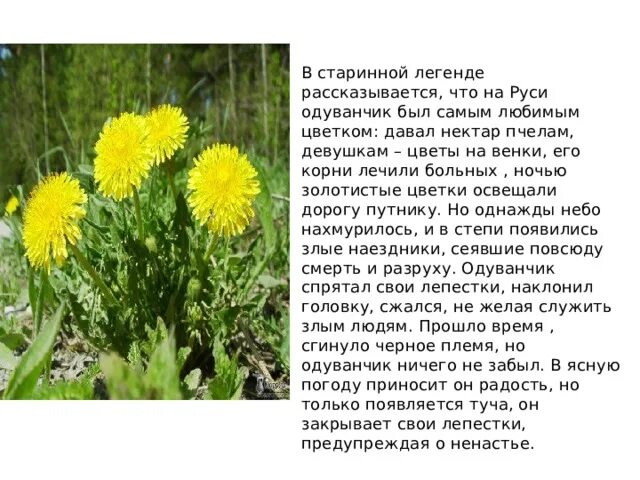 Как прохладно в чаще еловой