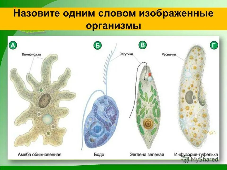 Схема строения инфузории туфельки. Почему их называют простейшими. Одноклеточные животные простейшие 8 класс биология. Интересные факты о многоклеточных. Простейшие одноклеточные животные.