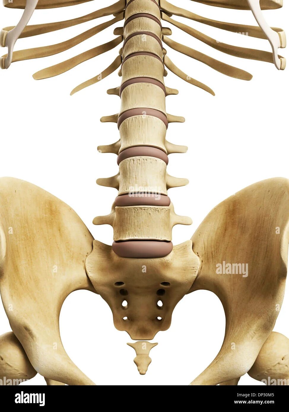 Позвоночник копчик. Крестец позвоночника.