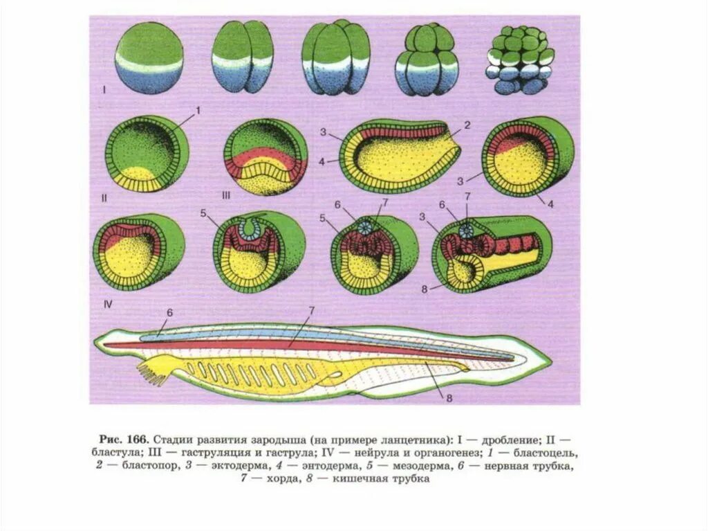 Схема эмбриогенеза ланцетника название какой его стадии. Стадии зародышевого развития у хордовых. Этапы эмбрионального развития ланцетника. Основные этапы эмбриогенеза ланцетника. Схема стадий развития зародыша ланцетника.