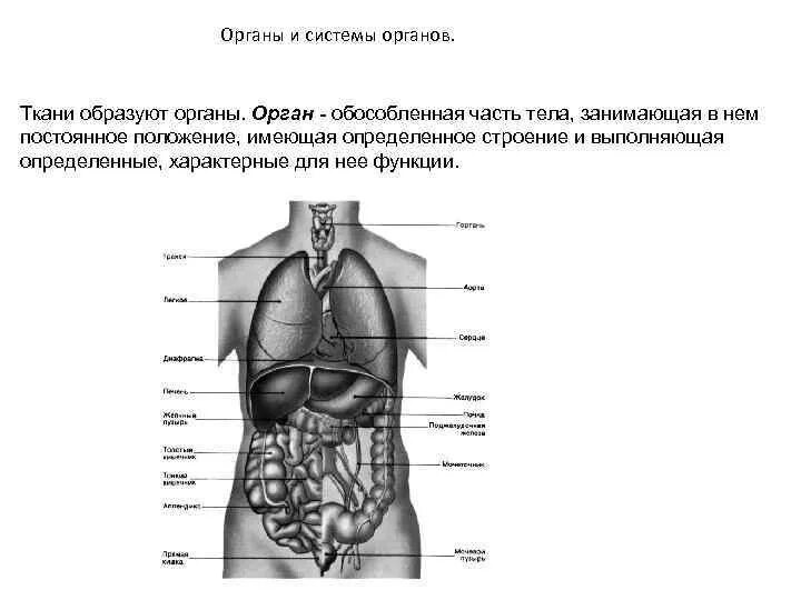 Органы человека расположение с надписями. Системы органов человека схема. Строение органов человека спереди. Строение человека мужчины спереди. Строение человека органы и их функции.
