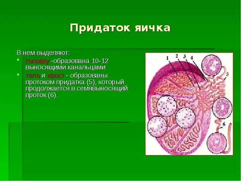 Придаток яичка у мужчин лечение. Придаток яичка. Придаток придатка яичка. Придаток яичка анатомия. Яичко и придаток яичка.