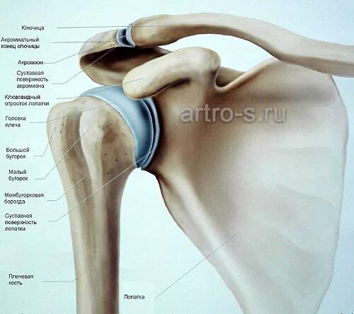 Суставная губа плечевого сустава анатомия. Губа гленоида плечевого сустава анатомия. Хрящевая губа гленоида лопатки. Суставная губа гленоида лопатки. Разрыв губы гленоида