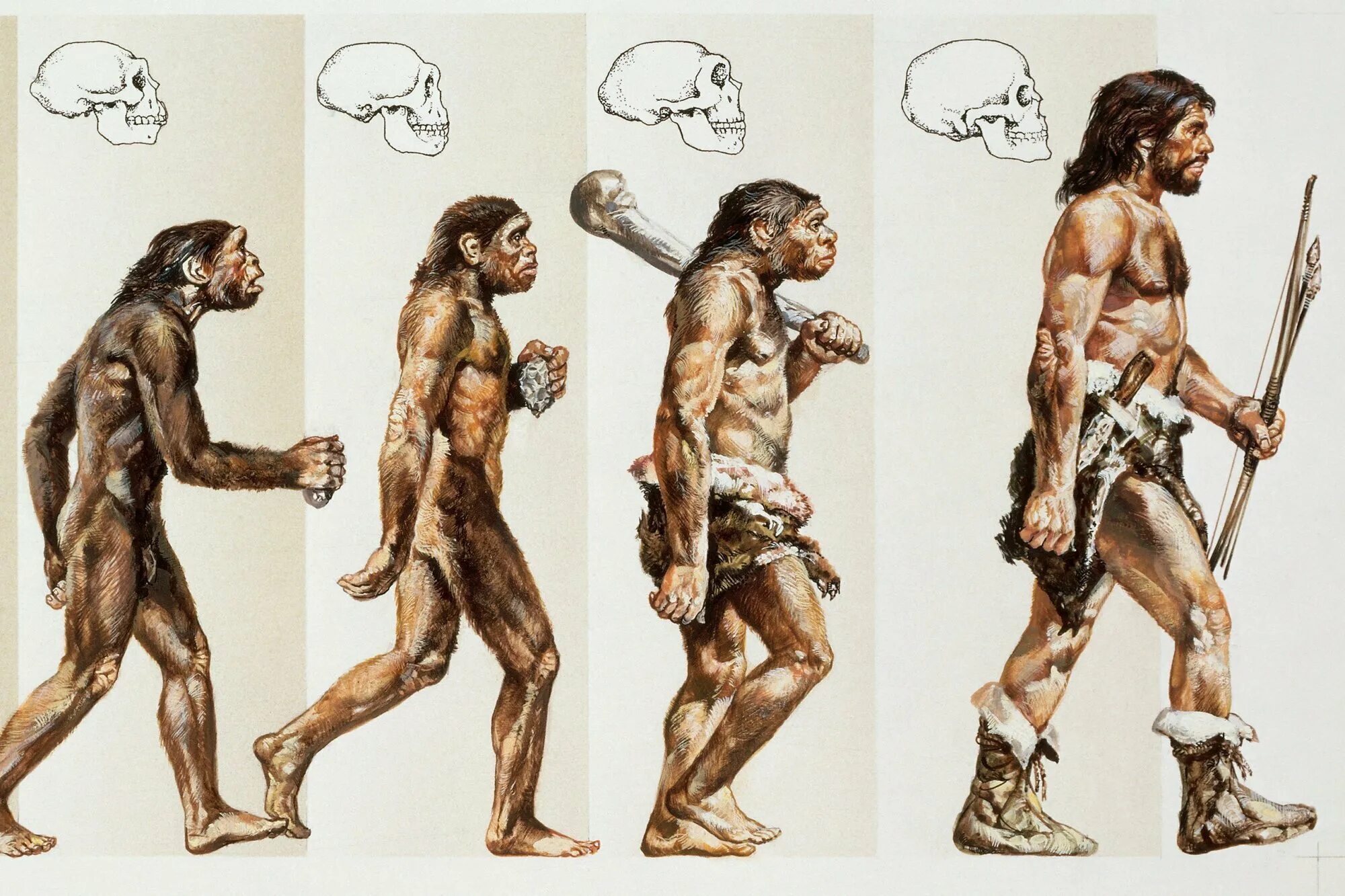 Эволюция первобытного. Эволюция человека хомо сапиенс. Этапы эволюции человека,хомо сапиенс. Эволюция Дарвин хомо.