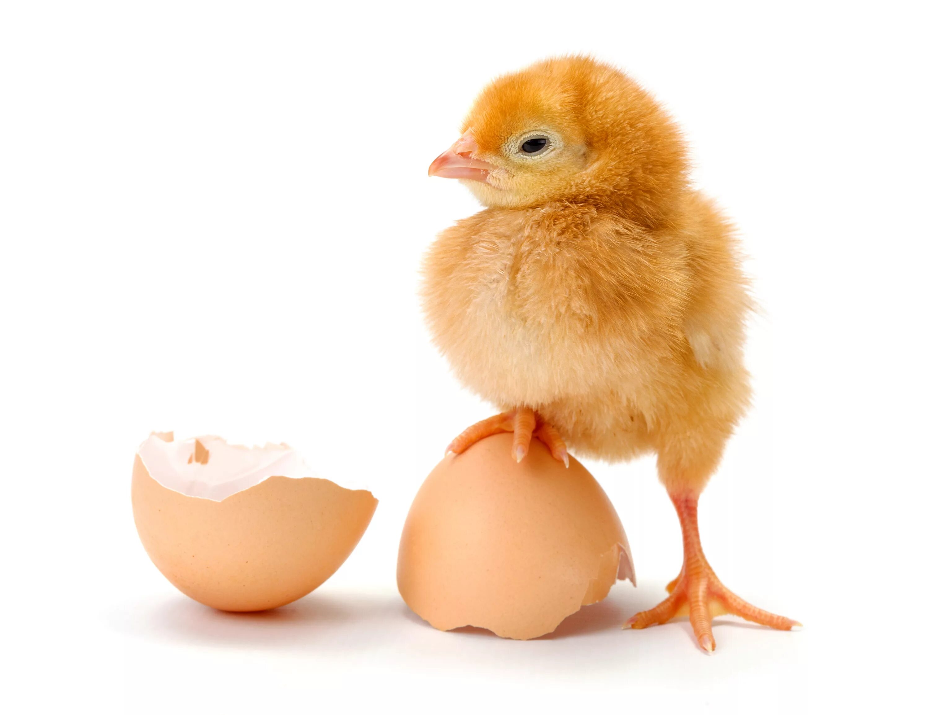В каких яйцах есть цыплята. Бройлер Кобб 500. Цыплята Ломан Браун. Яйцо цыпленок. Цыпленок вылупляется.