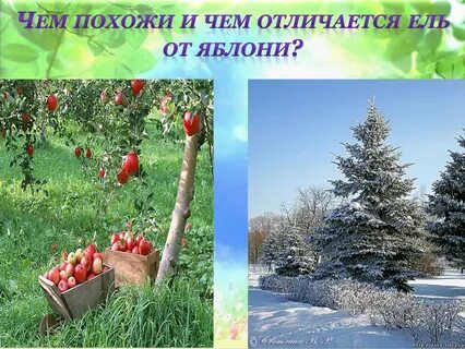 Ель яблоня