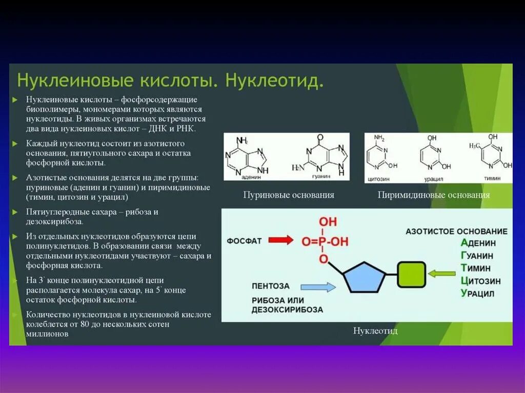 Рнк блокирует. Строение нуклеиновых кислот формула. Структура нуклеиновых кислот формула. Строение нуклеотидных кислот. Химическая структура мономеров нуклеиновых кислот.