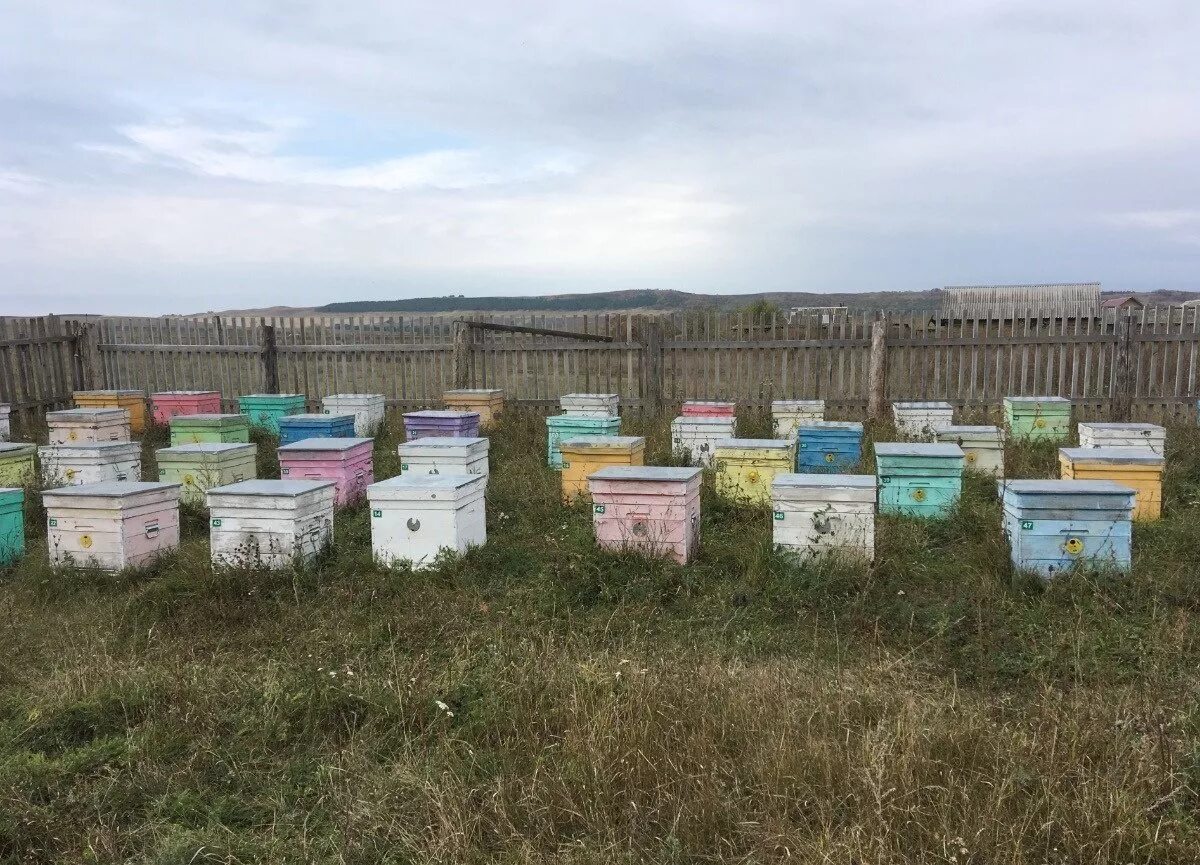 Пчеловодство в Омской области. Пасеки Удмуртии. Пасека авито. Ульи в Заинске. Купить пчел в башкирии