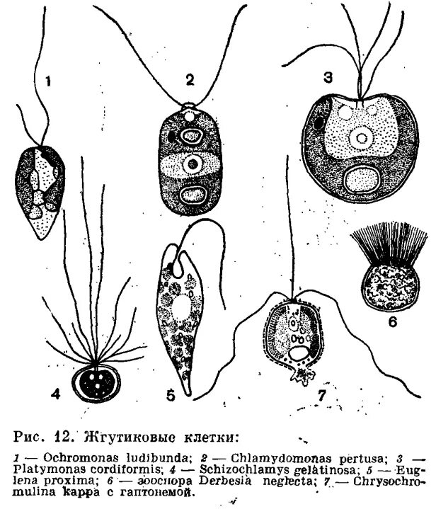 Клетка бурой водоросли. Жгутиковая стадия бурых водорослей. Жгутиковые стадии зеленых водорослей. Жгутиковый аппарат хламидомонады. Типы жгутиков водорослей.