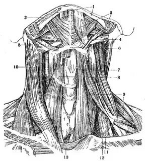 Neck 1