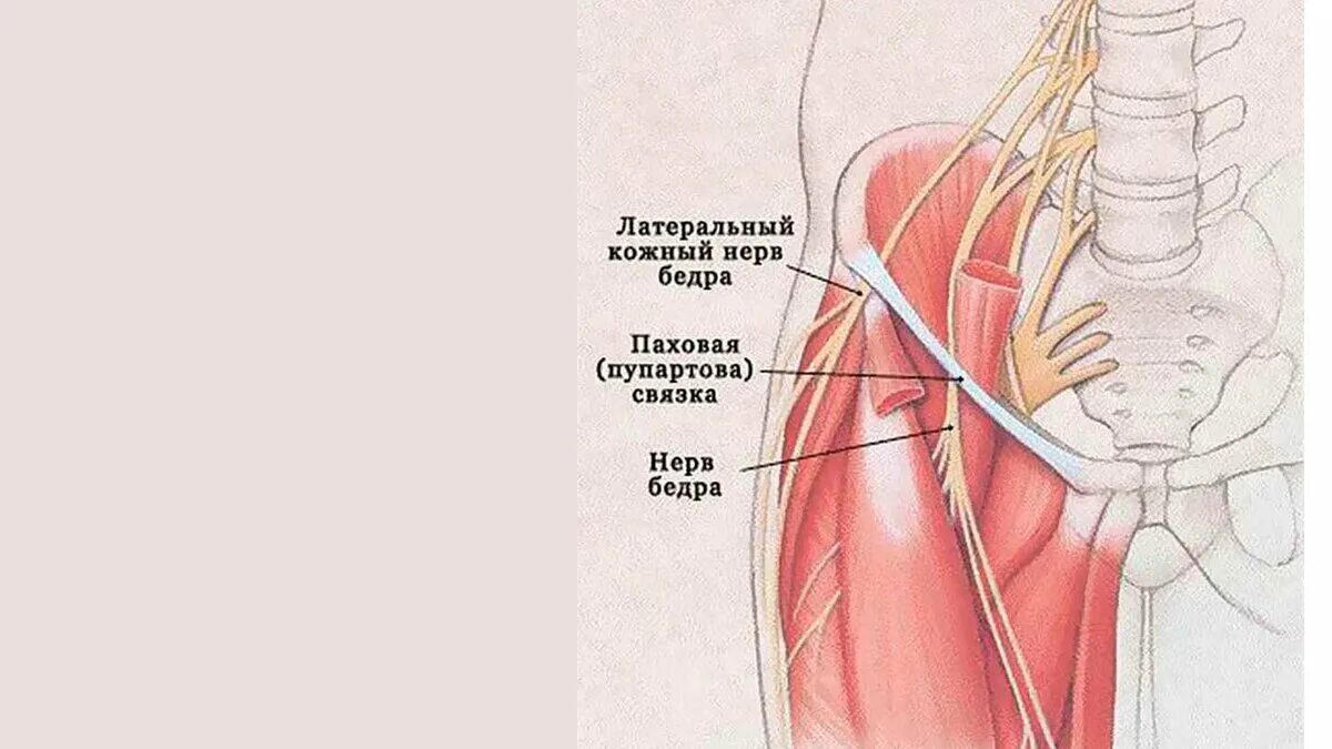 Подвздошно-паховый нерв анатомия. Латеральный наружный кожный нерв бедра. Блокада подвздошно-поясничной мышцы. Латеральный нерв бедра анатомия.