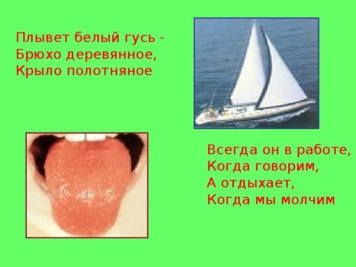 По синему гуси плывут. Плывёт белый гусь брюхо деревянное крыло полотняное. плывет белый гусь брюхо деревянное крыло полотняное ответ на загадку. гусиное брюхо это в истории. плывет белый гусь брюхо деревянное крыло полотно кто это.