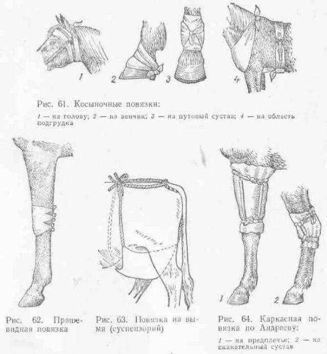 Техника наложения повязок животным. Бинтовая повязка на копыто лошади. Техника наложения повязок Ветеринария. Циркулярная повязка Ветеринария. Ветеринария наложение бинтовых повязок.