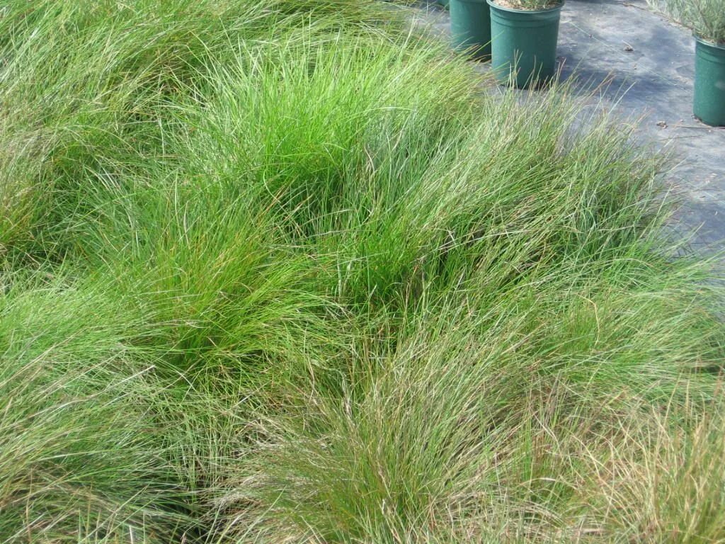 Овсяница красная (festuca rubra). Овсяница красная. Овсяница метельчатая готье. Трава овсяница красная. Овсяница красная.