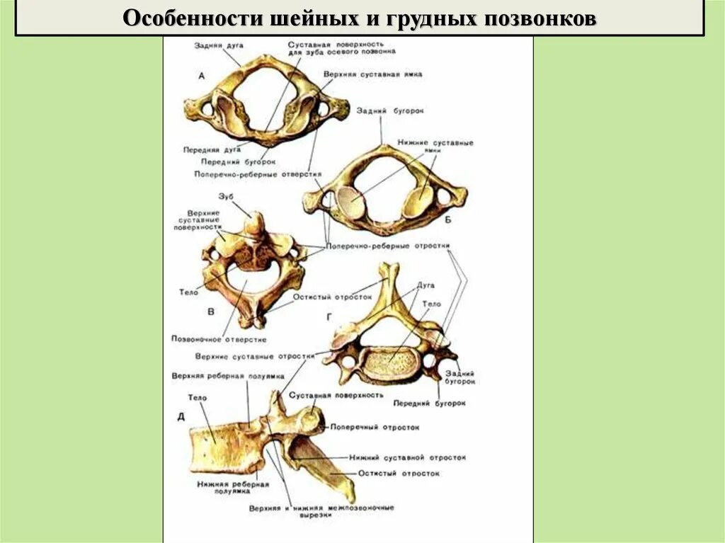 Грудной позвонок характеристика