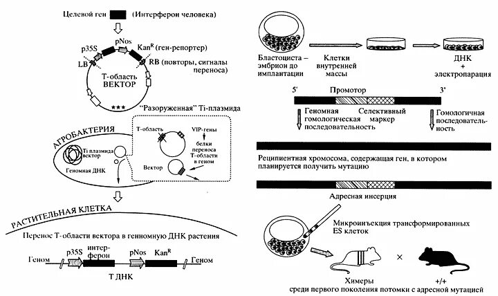 Этапы получения рекомбинантного инсулина. Схема получения рекомбинантного интерферона. Получения генно инженерного интерферона. Технология получения интерферона генно-инженерным методом. Генная инженерия схема.