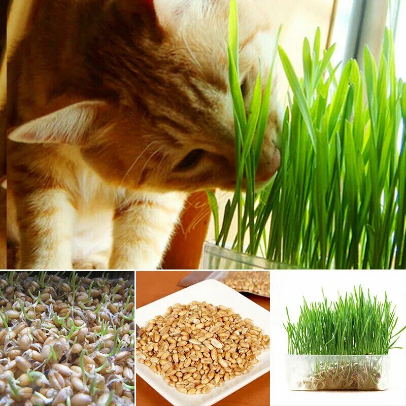На корм домашним животным какое растение. Овес пророщенный для кошек. Семена кошачьей травы. Травка для кошек пророщенная. Выращивать траву для кошек.