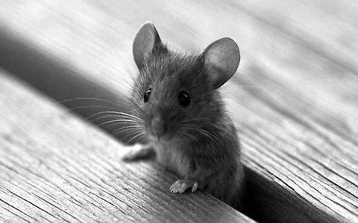 Милые мышки. Мышонок. Красивая мышь. Мышка маленькая. Мышь мило
