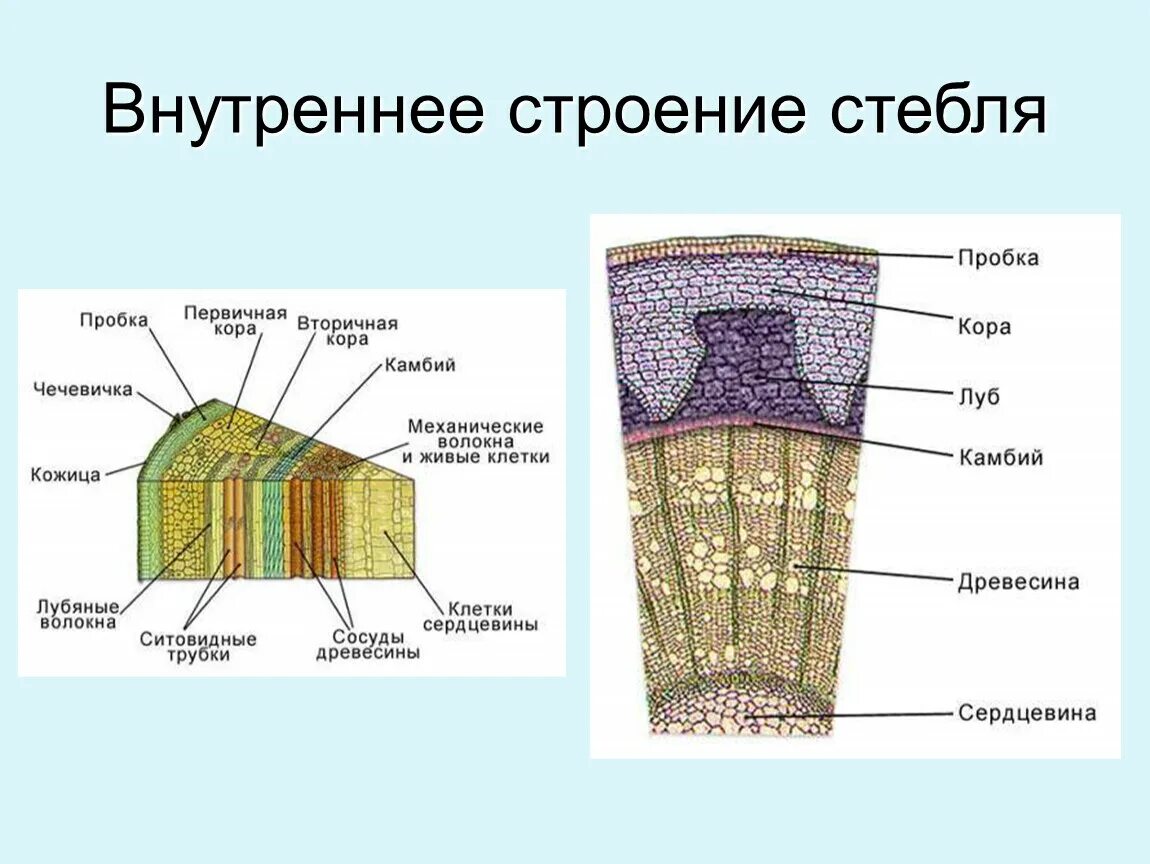 Внутреннее строение стебля 6 класс биология. Внутреннее строение стебля 7 класс биология. 6 Класс биология строение внутреннее строение стебля дерева. Внутренне строение стебля растения.