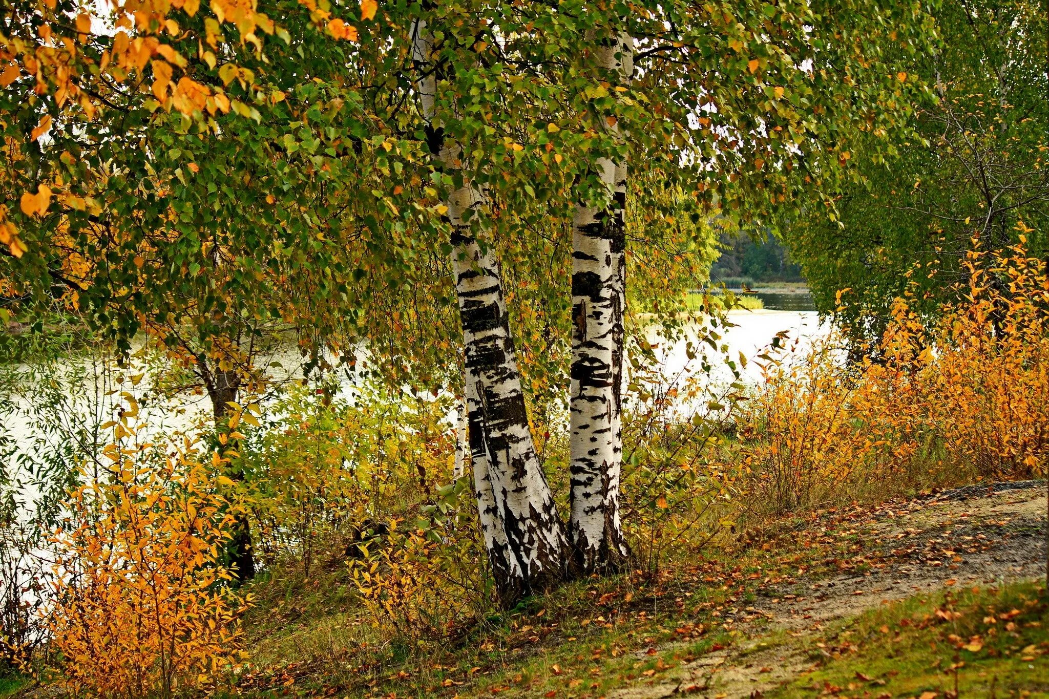 Пушгоры береза. Брянск река Березка. Осенняя береза. Береза осенью. Березка шумиха