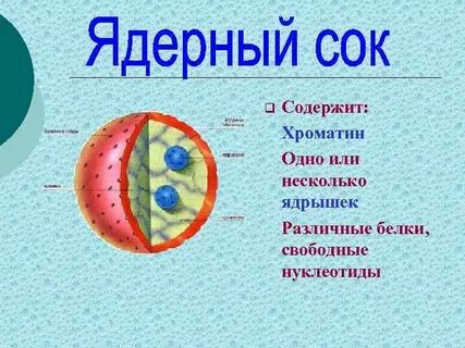 Ядро п