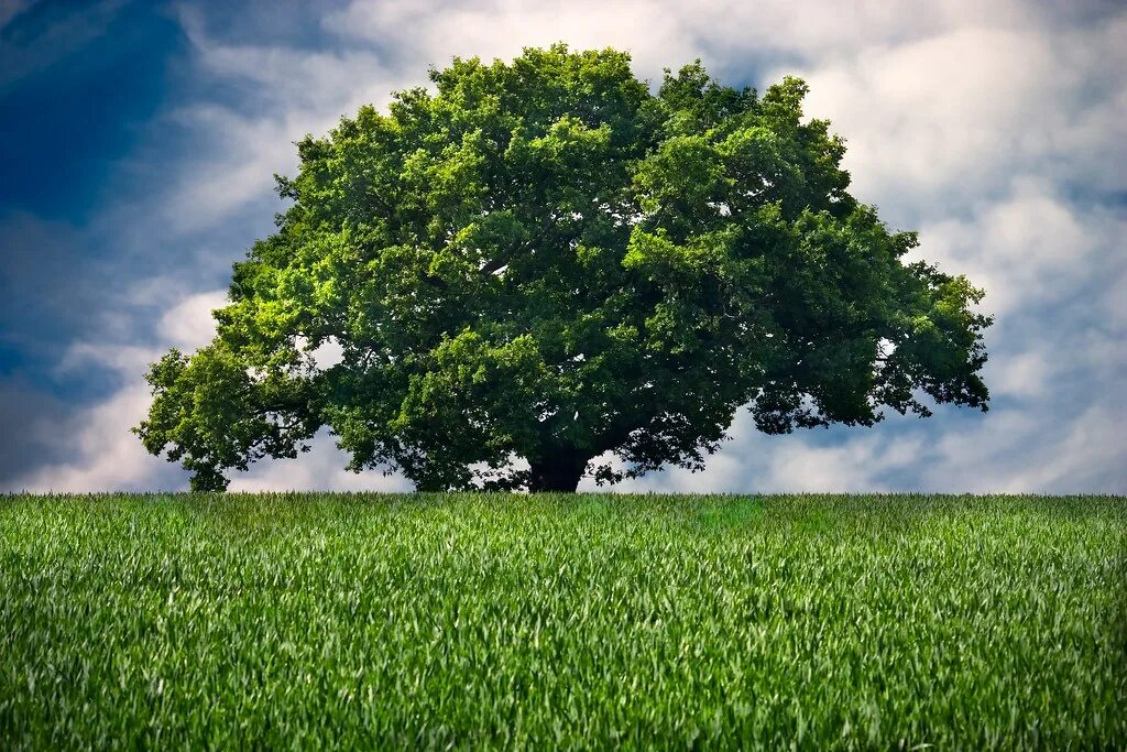 Oak Tree - Learn About Nature