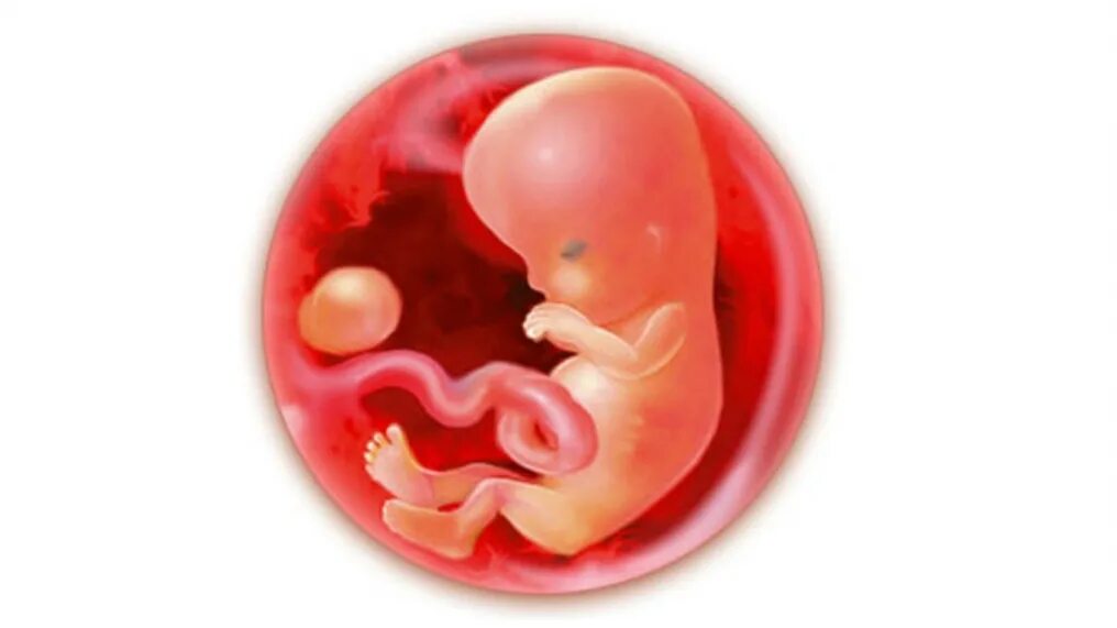 Плод на 9 неделе беременности. Эмбрион на 9 неделе беременности. Зародыш на 9 неделе беременности.