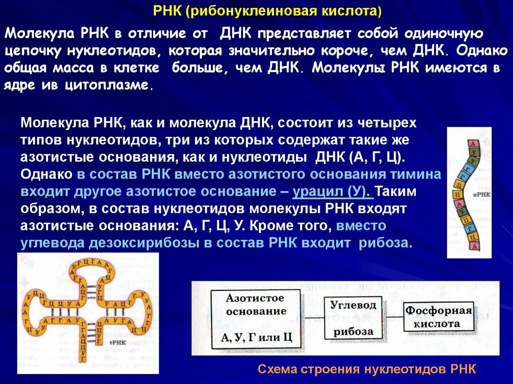 РНК рибонуклеиновая кислота. Молекула РНК. Рибонуклеиновая кислота презентация. Молекула рибонуклеиновой кислоты.