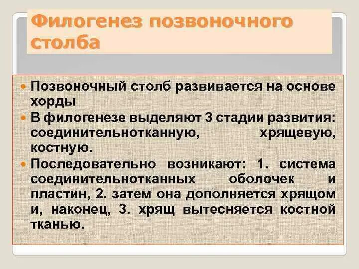 Филогенез позвоночных