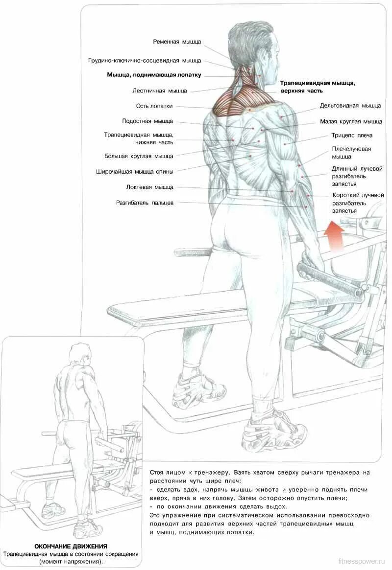 Упражнения на нижнюю спину. Упражнения для прокачки мышц спины на тренажерах. Делавье анатомия силовых упражнений плечи. Упражнения на тренажерах для развития спинных мышц. Упражнения шраги в тренажере.