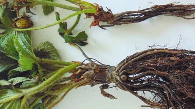 выкорчевывание пней на участке. нездоровые корни орхидеи. горелый корень. сгореть корень. сгореть корень.