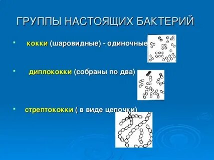 Настоящие бактерии