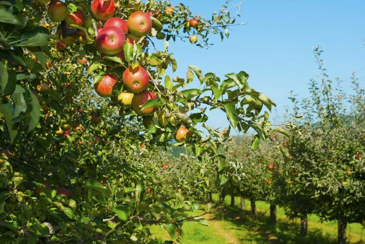 File:7333. Apple Garden in Moscow Kremlin.jpg - Wikimedia Commons