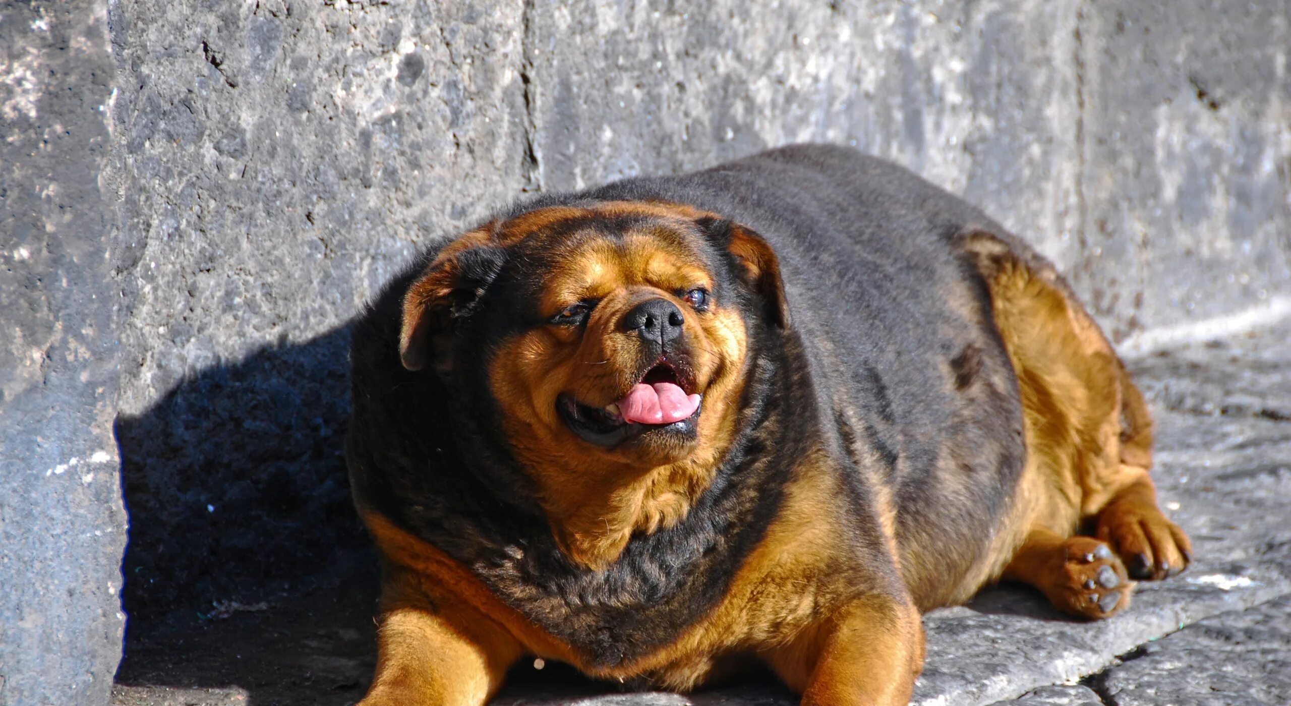 Толстая маленькая собака. Толстая собака. Самая толстая собака.