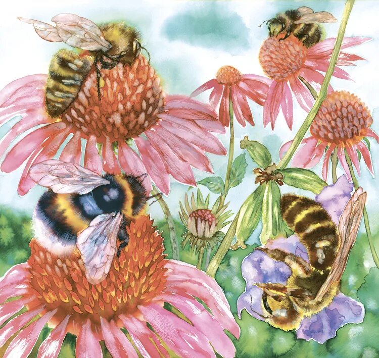 Цветет ива вокруг нее летают шмели порхают. Пчела живопись. Шмель на цветах. Пчела на цветке. Пчела картина.