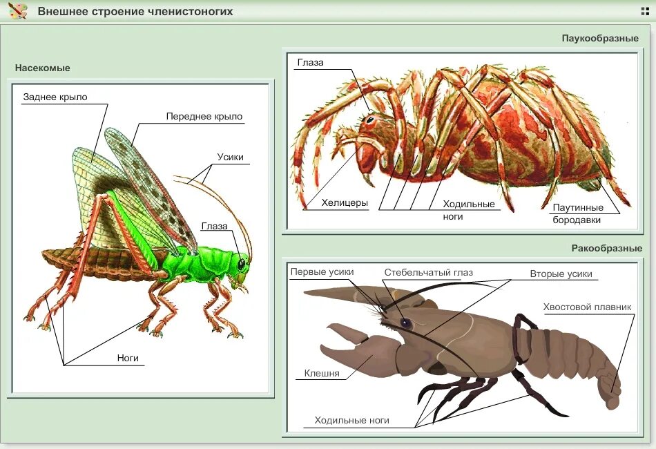 Строение членистоногих 7 класс биология. Тип Членистоногие строение. Внутреннее строение членистоногих. Общее строение членистоногих. Ракообразные паукообразные насекомые конечности
