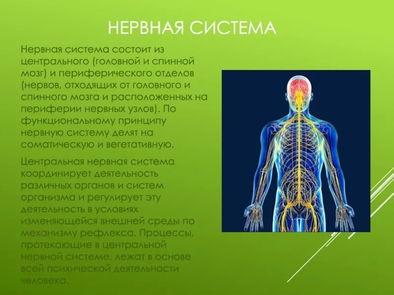 Общие физиологические функции