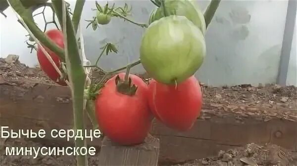 Томат сердце минусинска. Томат минусинский кистевой. Томат бычье сердце минусинское кистевое. Бычье сердце минусинское. Томат минусинский кистевой.