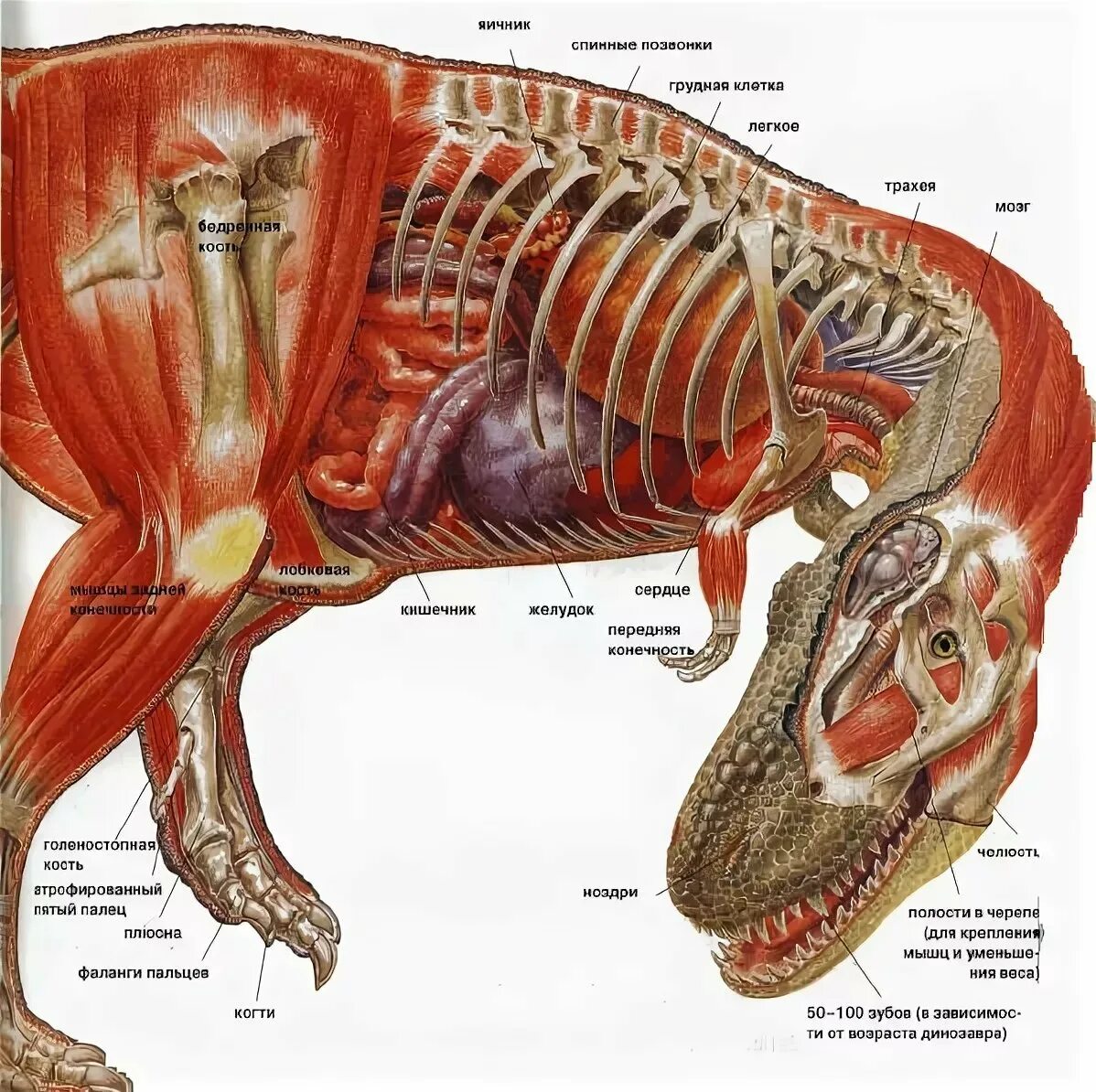 Общее строение организма животного это. Анатомия тираннозавра Рекса анатомия тираннозавра Рекса. Тираннозавр рекс анатомия. Внутреннее строение тираннозавра Рекса. Тираннозавр рекс строение скелета.