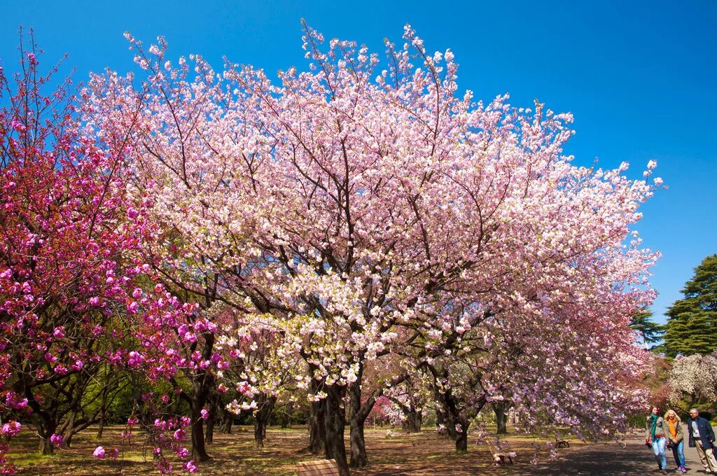 Про цветущие деревья. Сакура кустовая "Ханами". Вишня Сакура дерево. Вишня дерево зацвело. Вишня дерево цветение.