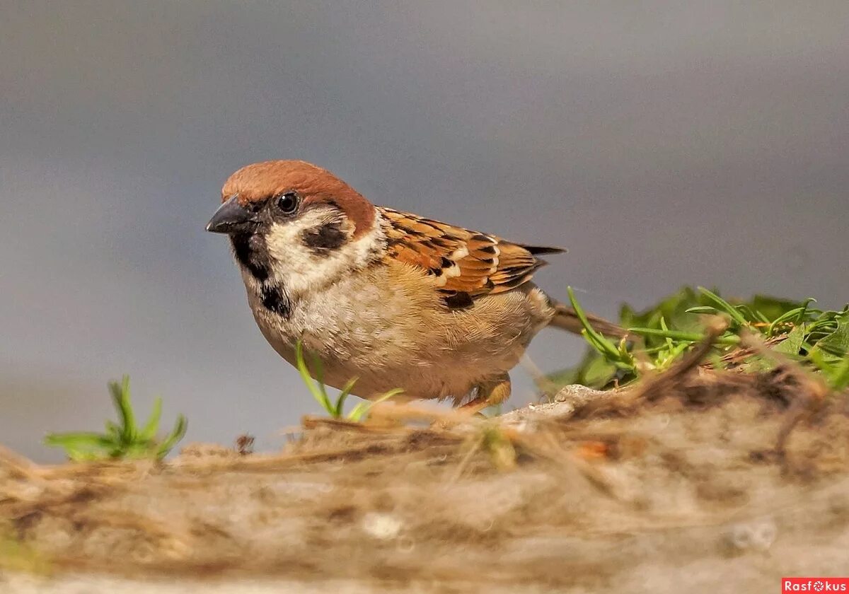 полевых воробьев. полевой воробей пара. воробей луговой. полевой воробей возле воды. полевой воробей passer montanus (l.