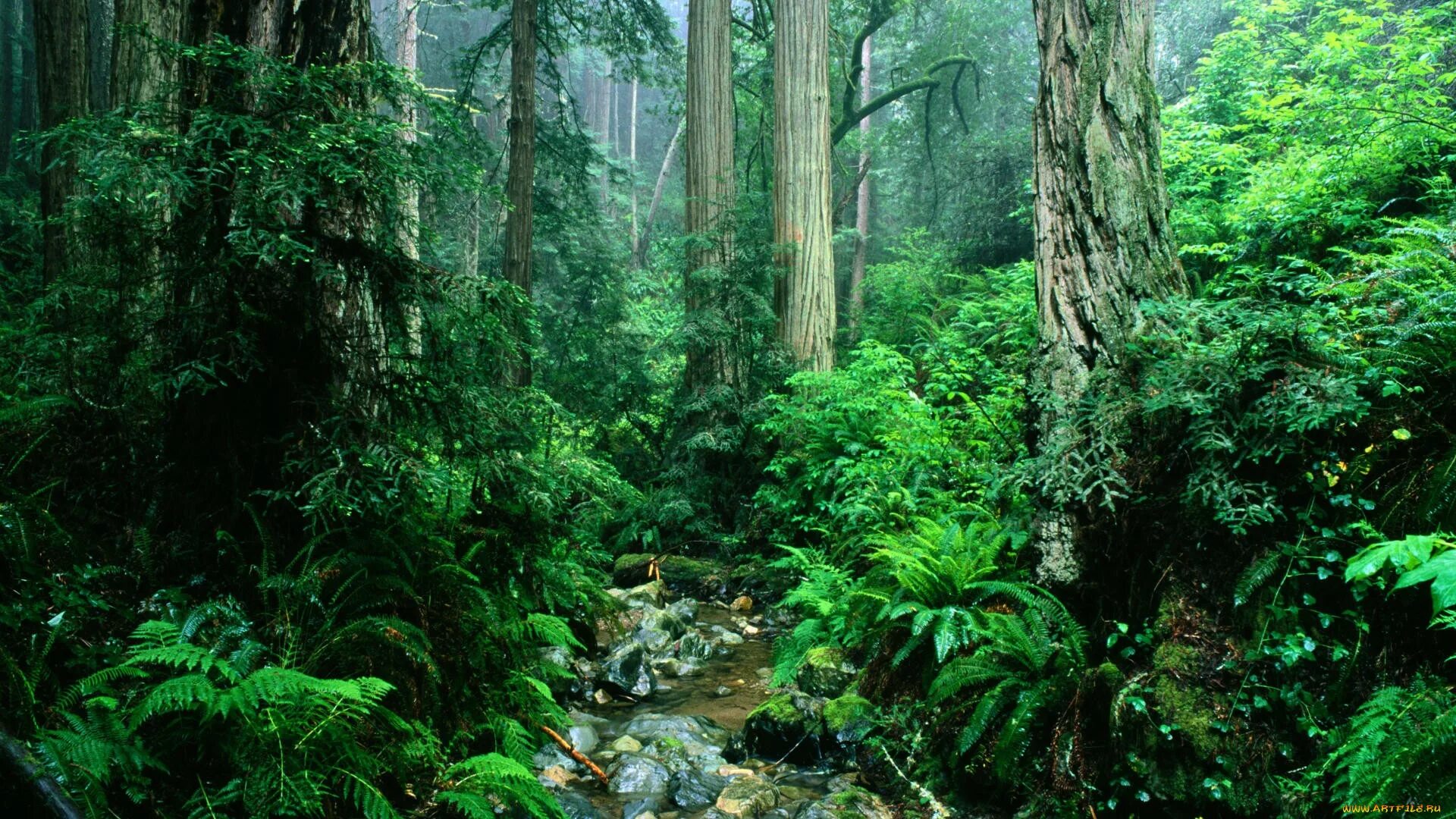 Леса несмотря на тропический зной не. Джунгли Сельва Мексика. Тропический лес. Тропические леса Америки. Леса джунгли.