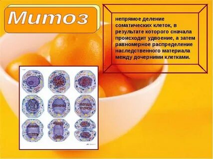 Непрямое деление клетки это