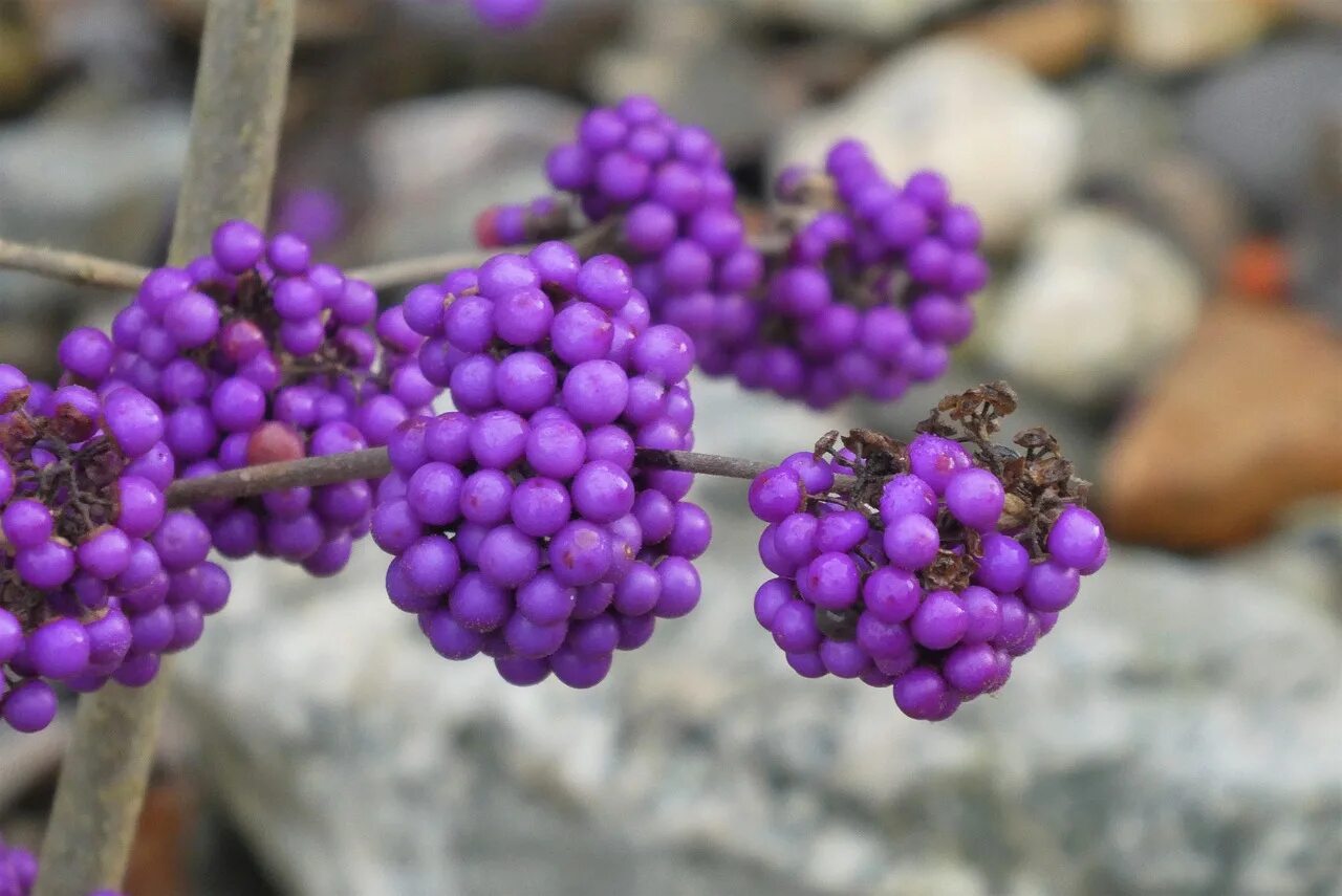 красивоплодник бодиньера жиральда. фиолетовые ягоды. красивоплодник бонсай. ягода сиреневого цвета. винтер (фиолетовые ягоды.