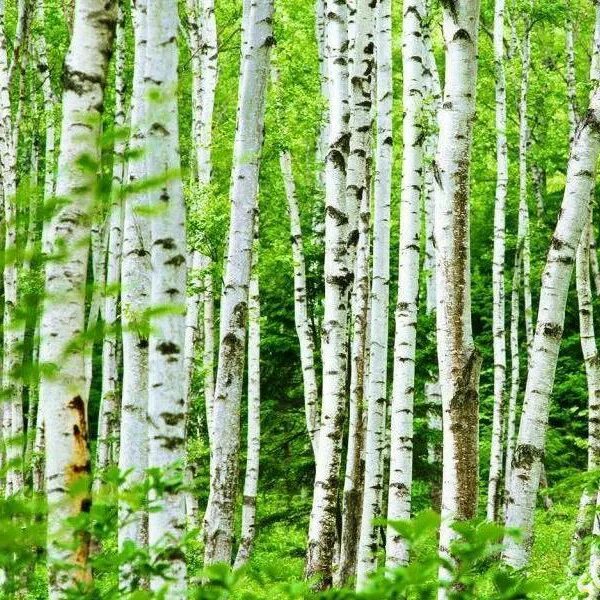можно ли берез. береза в саду. березовая роща пенза. берёза birch. береза летом.