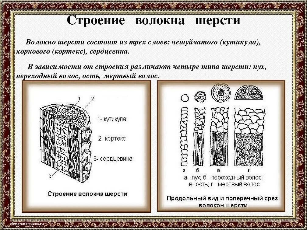 Типы шерсти животных. Строение шерстяных волокон овец. гистологическое строение шерсти овец. строение шерстных волокон пух. гистологическое строение шерстяных волокон.